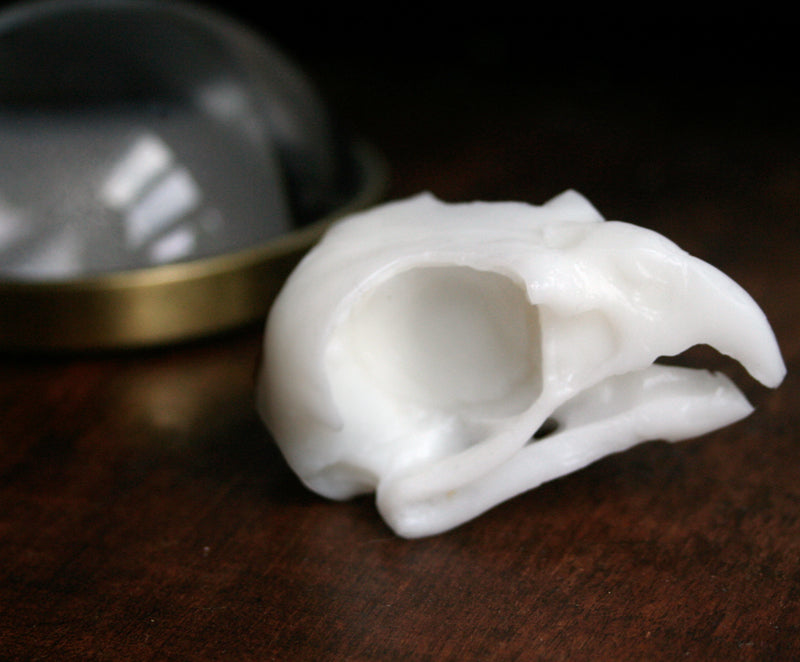 Sandalwood Bird Skull Soap
