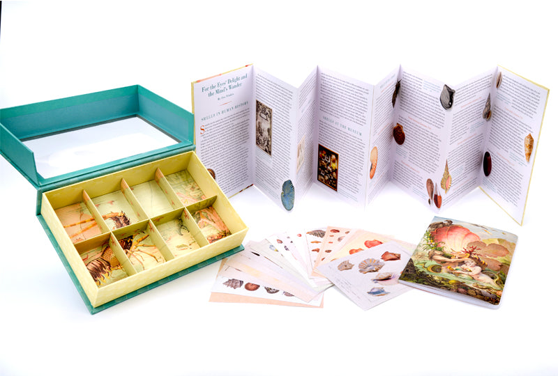 The Seashell Collector