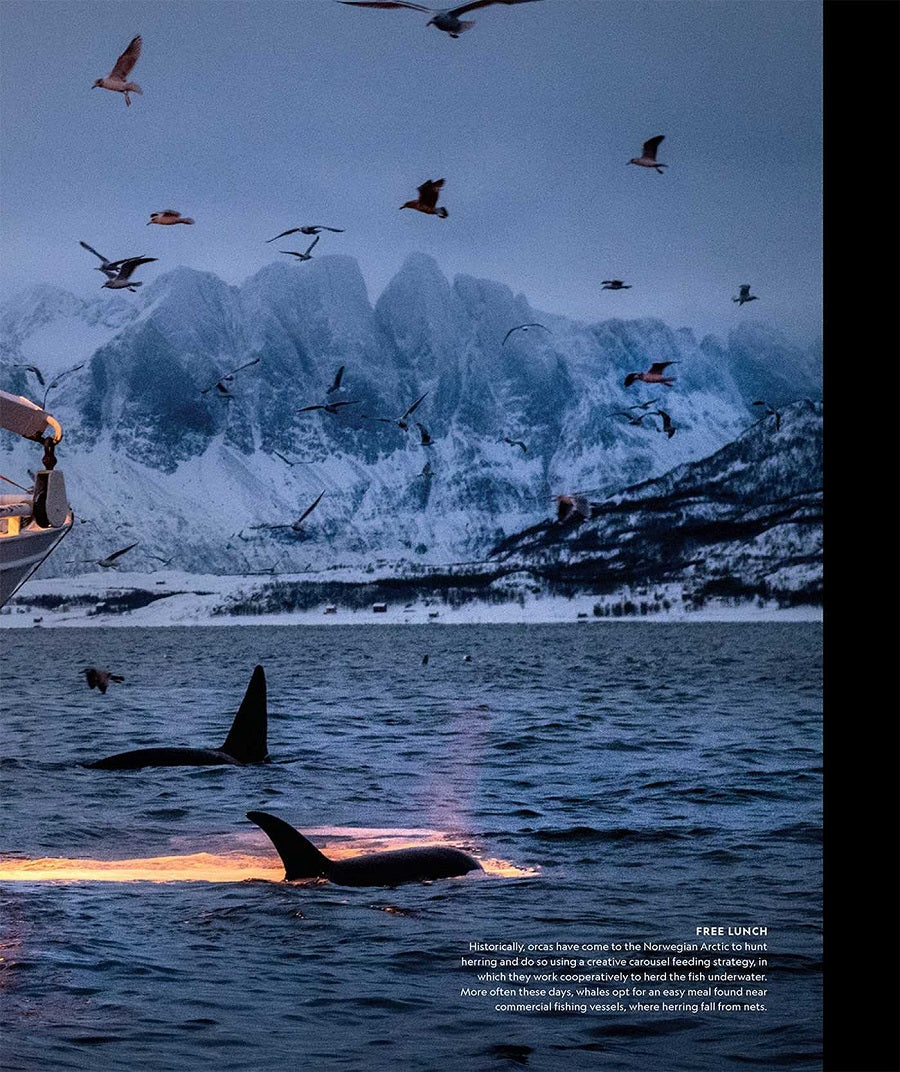 Secrets of the Whales