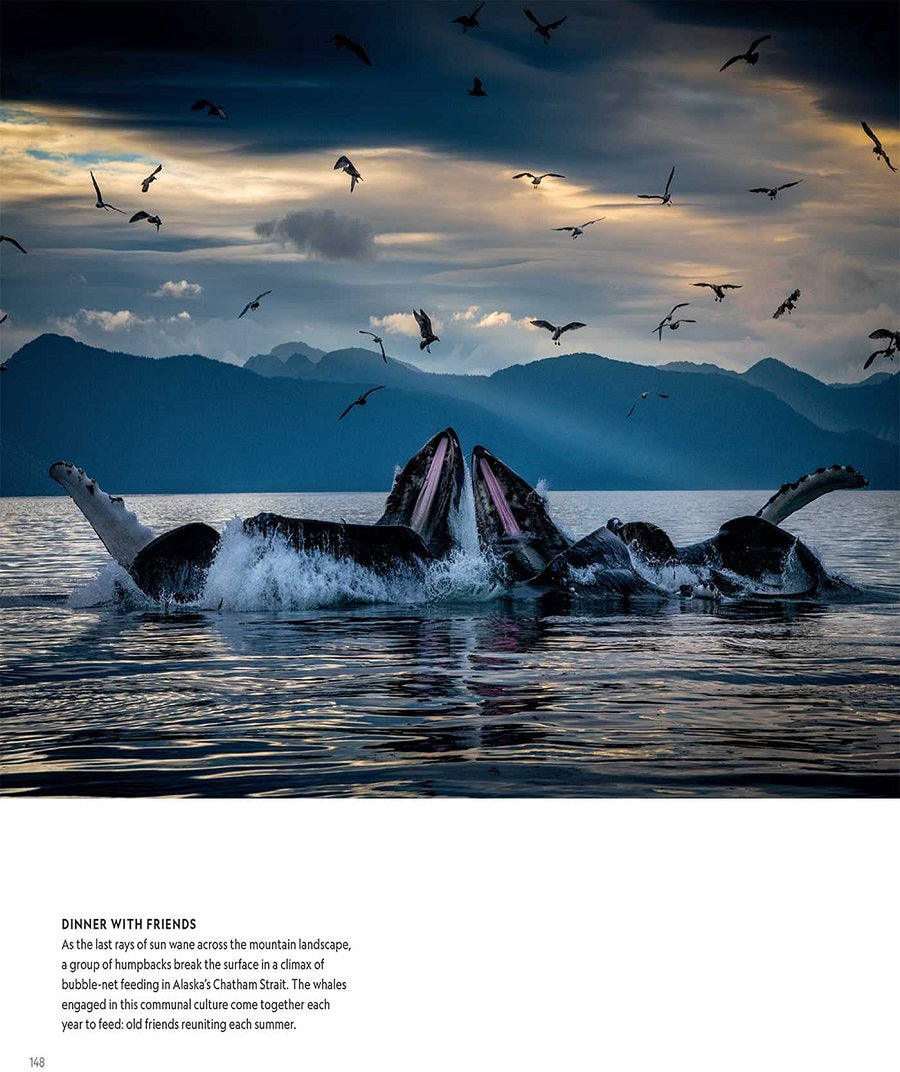 Secrets of the Whales