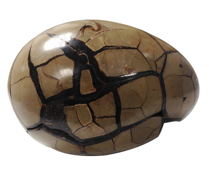 Septarian Egg Geode