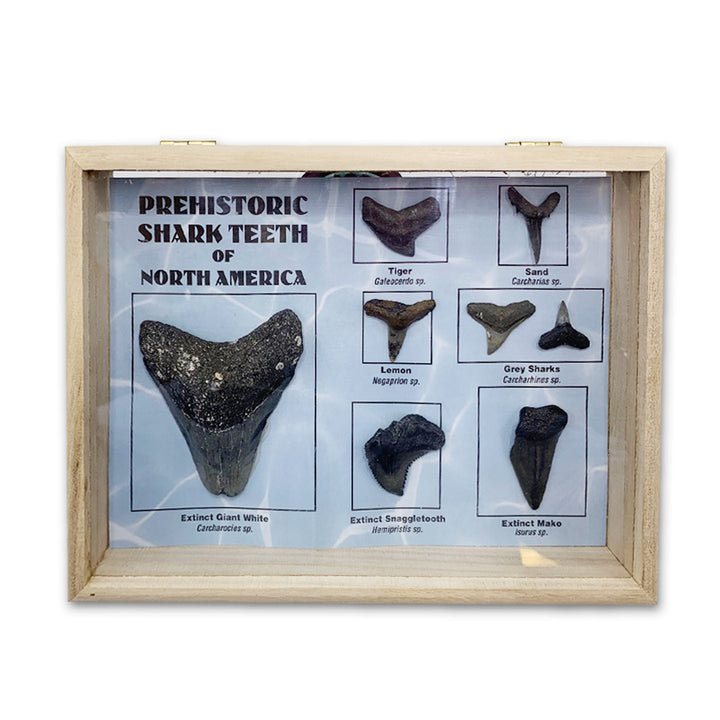 Prehistoric Shark Teeth of North America