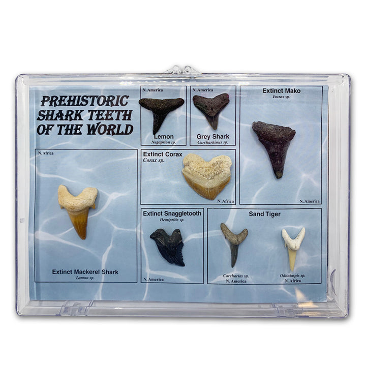 Prehistoric Shark Teeth of the World Set