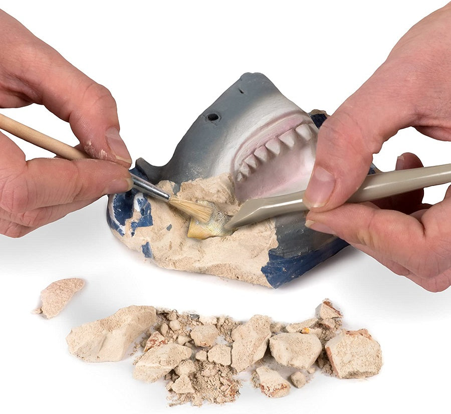 Shark Tooth Dig Kit