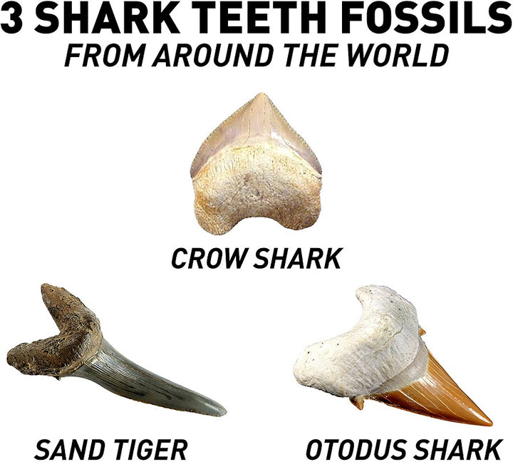 Shark Tooth Dig Kit