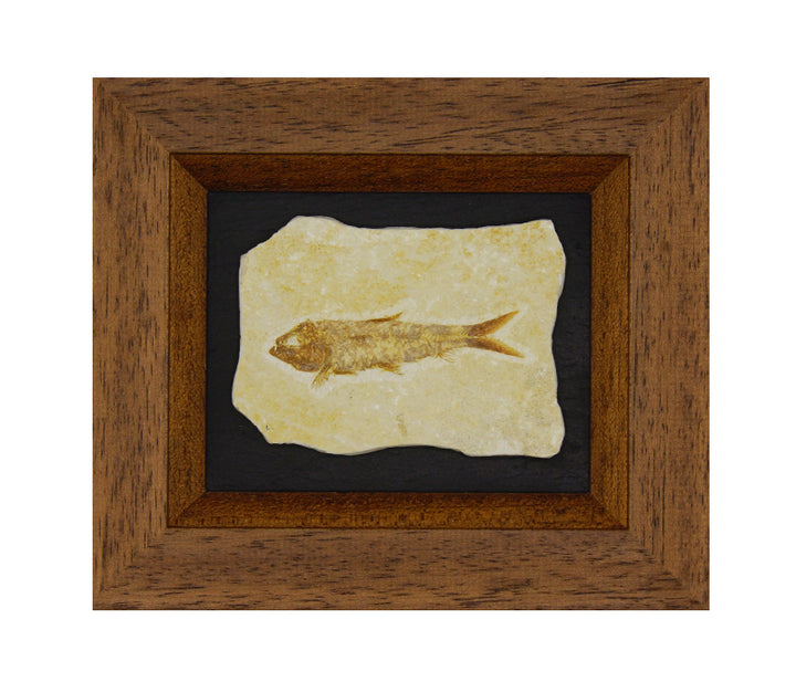 Framed Fossilized Fish Specimens