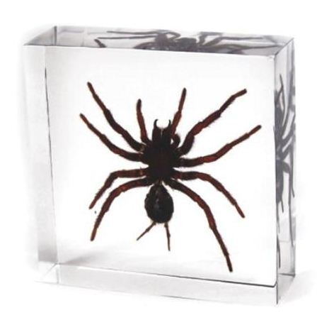 Tarantula Paperweights