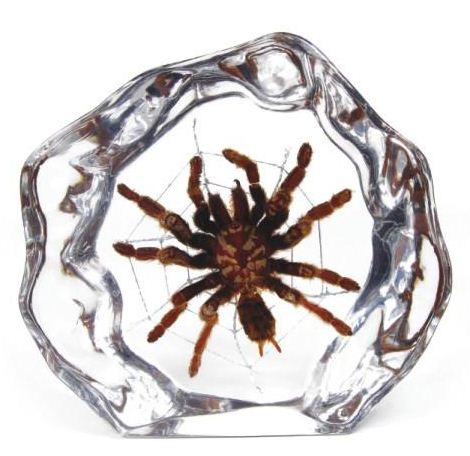 Tarantula Paperweights