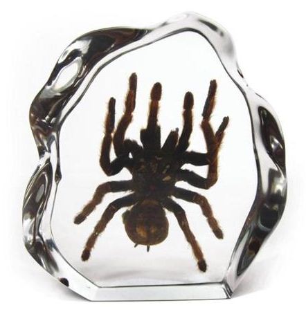 Tarantula Paperweights