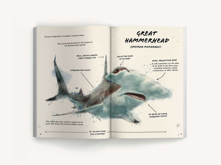 The Ultimate Shark Field Guide