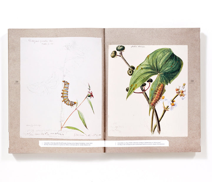 The Butterflies of North America: Titian Peale's Lost Manuscript