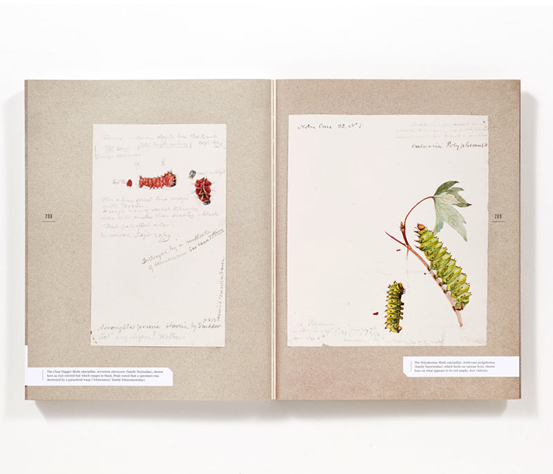 The Butterflies of North America: Titian Peale's Lost Manuscript