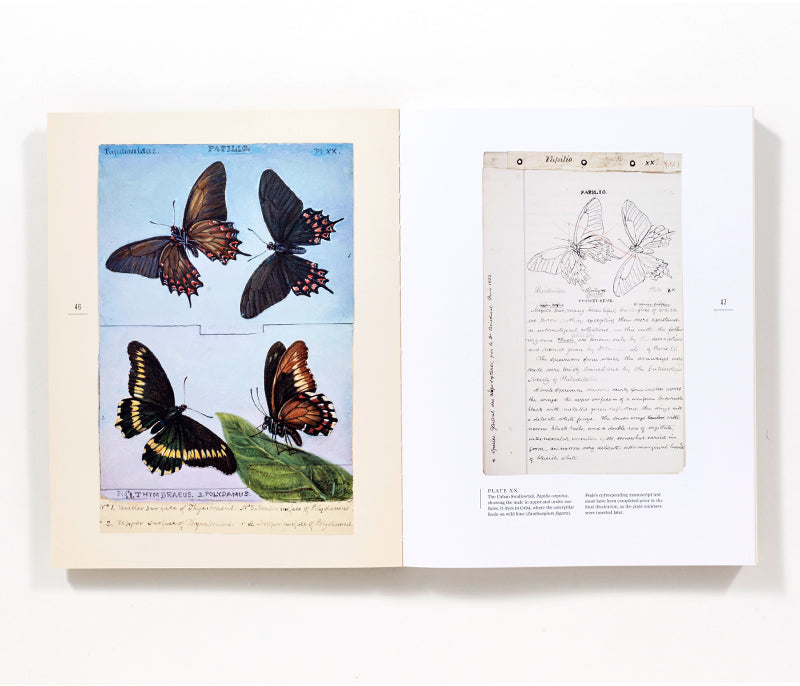 The Butterflies of North America: Titian Peale's Lost Manuscript