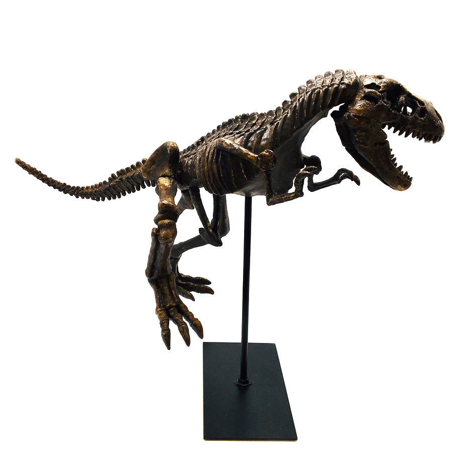 T. Rex Skeleton Model and Stand