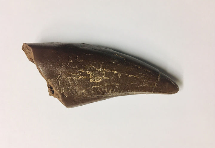 Cast T. Rex Tooth Specimen