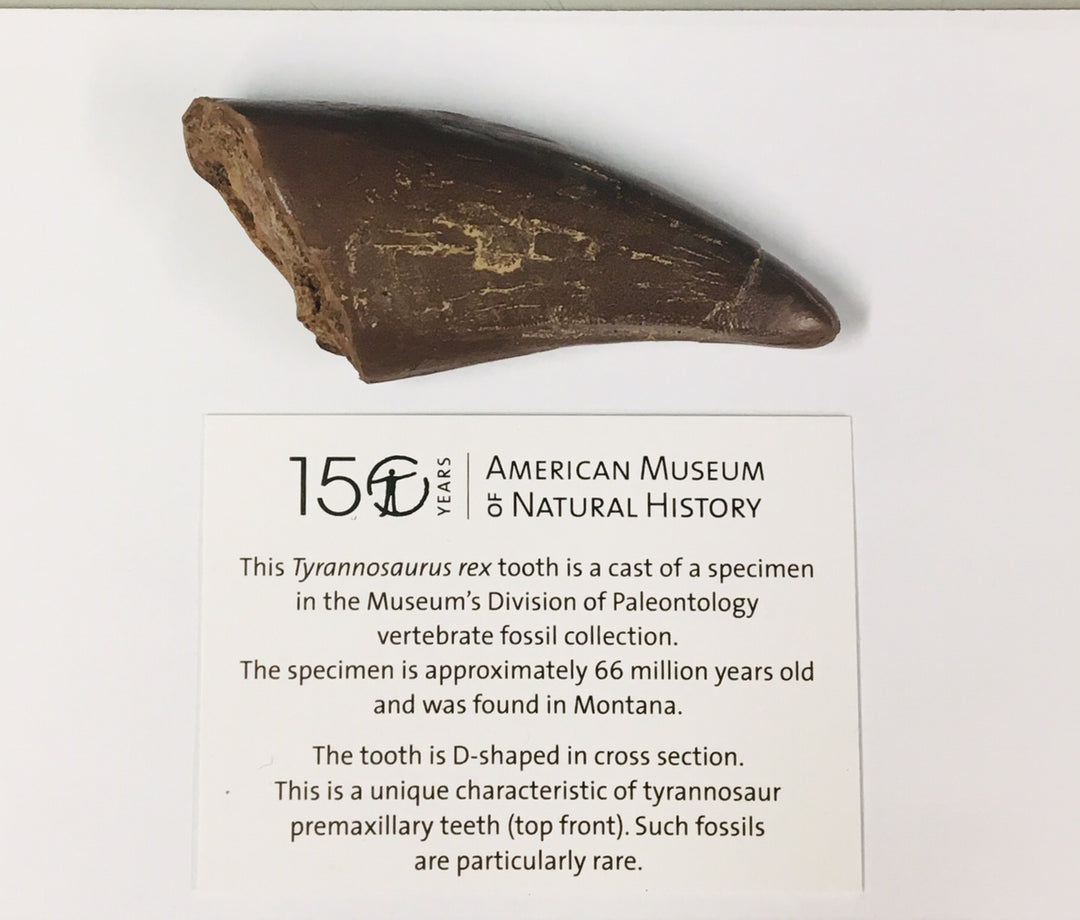 Cast T. Rex Tooth Specimen