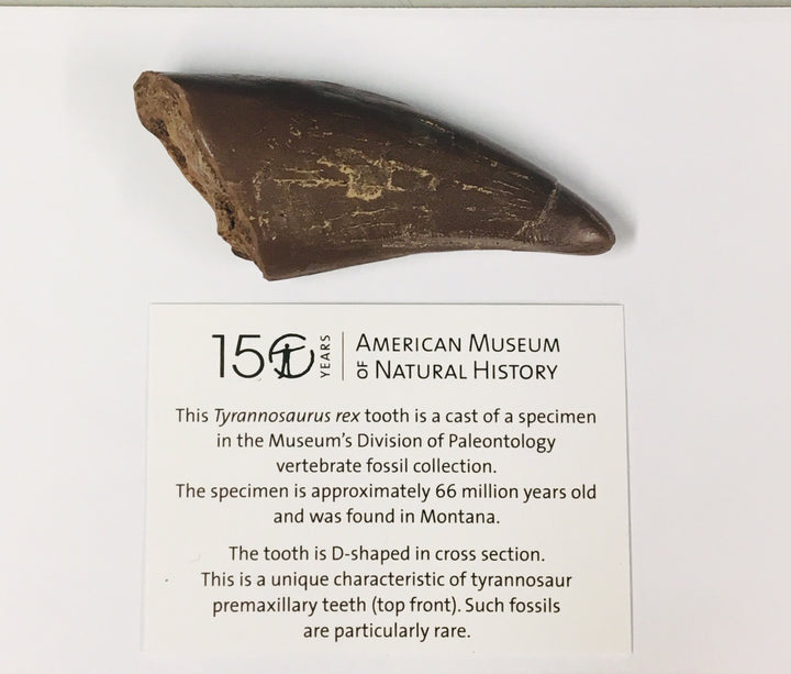 Cast T. Rex Tooth Specimen