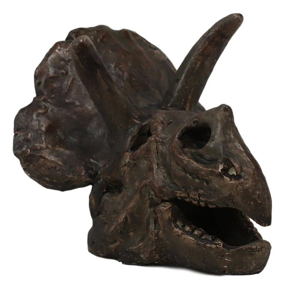 6 Inch Triceratops Skull Model side
