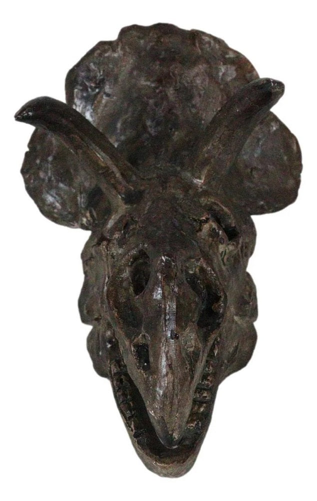 6 Inch Triceratops Skull Model front