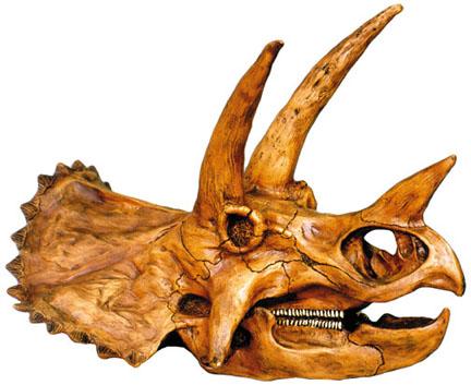 Triceratops Skull Model