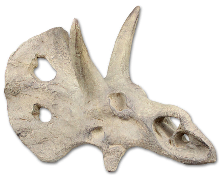 Resin Triceratops Skull
