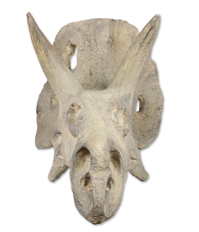 Resin Triceratops Skull