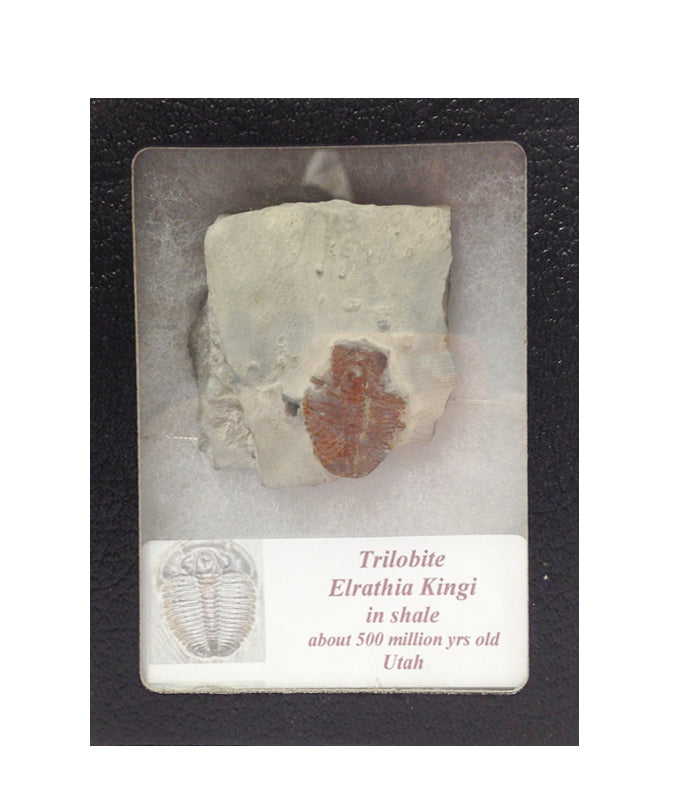 Trilobite Elrathia Kingi in Shale with Glass Display Case