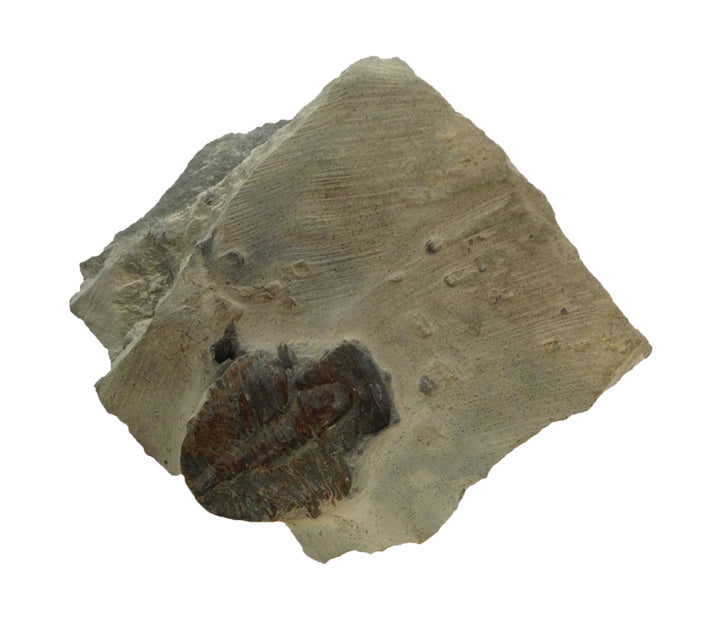 Trilobite Elrathia Kingi in Shale with Glass Display Case