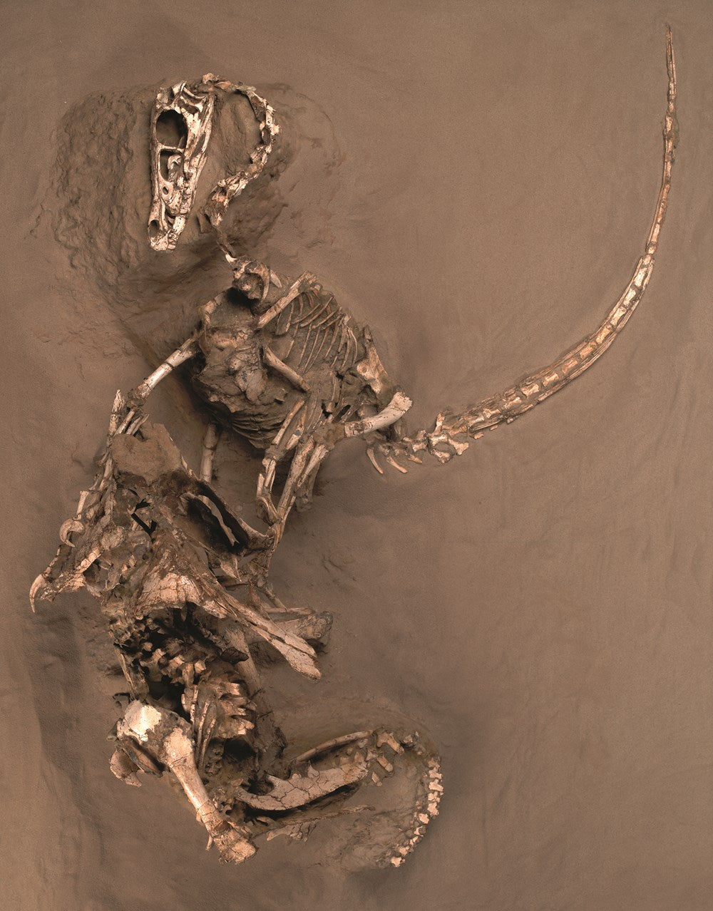 The World of Dinosaurs: An Illustrated Tour