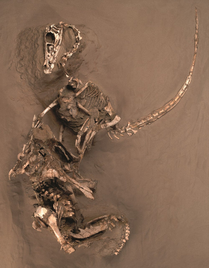 The World of Dinosaurs: An Illustrated Tour