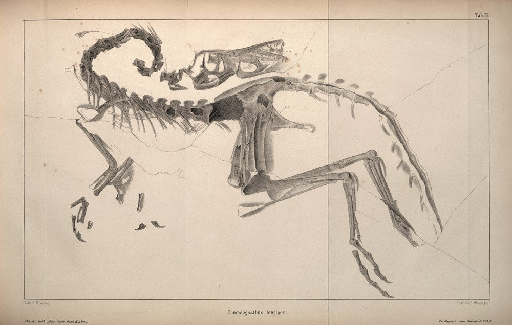 The World of Dinosaurs: An Illustrated Tour