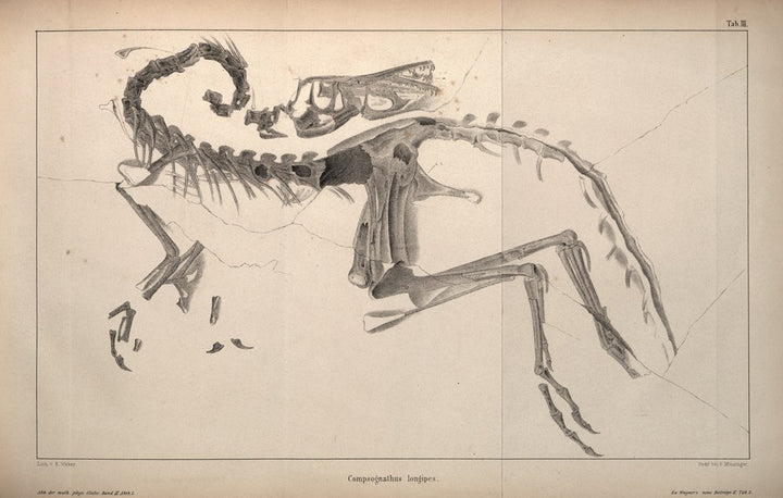 The World of Dinosaurs: An Illustrated Tour