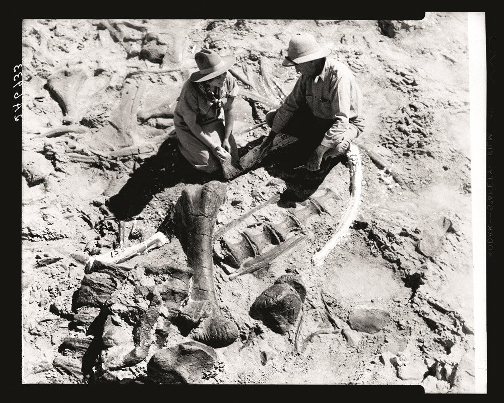 The World of Dinosaurs: An Illustrated Tour