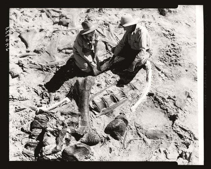 The World of Dinosaurs: An Illustrated Tour