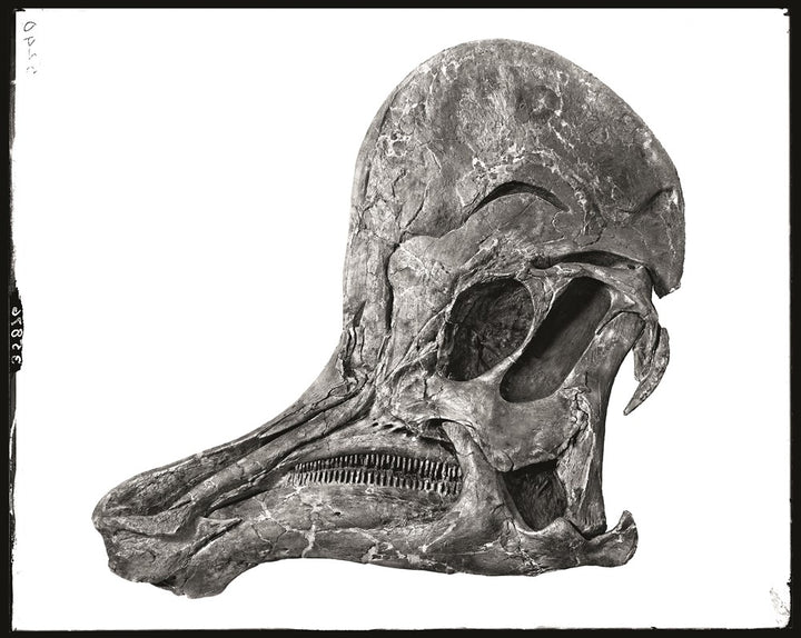 The World of Dinosaurs: An Illustrated Tour